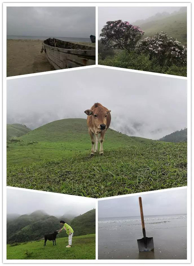 5月1日，陽(yáng)西藍(lán)袍藍(lán)看海，陽(yáng)春雞籠頂?shù)巧劫p高山杜鵑